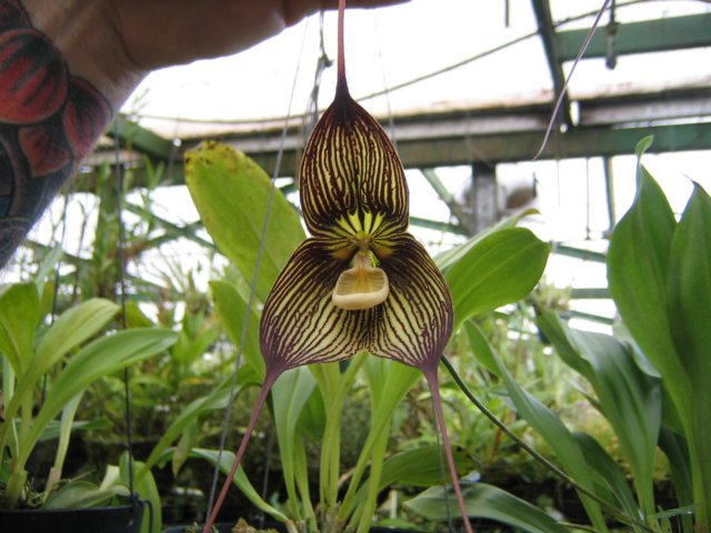 orchid at Finca Dracula - photo by R. Van Orden